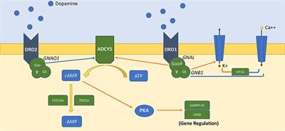 Motor, epileptic, and developmental phenotypes in genetic disorders affecting G protein coupled receptors-cAMP signaling
